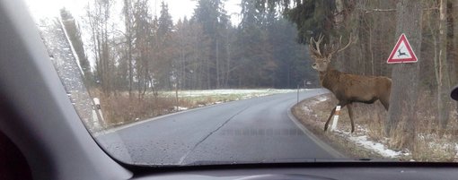 Hirsch möchte die Straße vor einem Auto überqueren