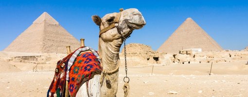 Kamel liegt vor Pyramiden